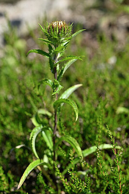 BUITEN BEELD Foto: 440922