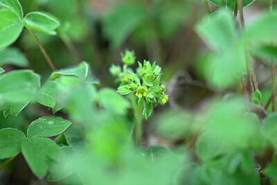 BUITEN BEELD Foto: 440923