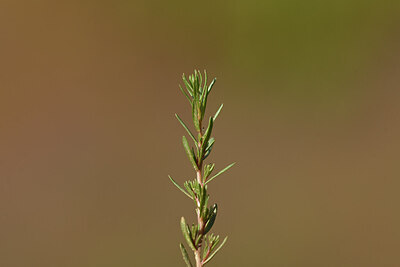 BUITEN BEELD Foto: 440926
