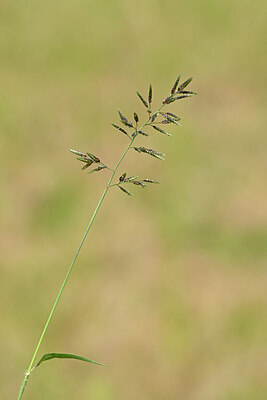 BUITEN BEELD Foto: 440937