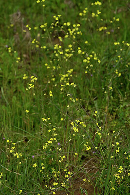 BUITEN BEELD Foto: 440938