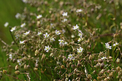 BUITEN BEELD Foto: 440942
