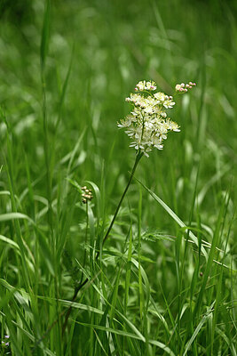 BUITEN BEELD Foto: 440943