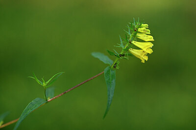 BUITEN BEELD Foto: 440944