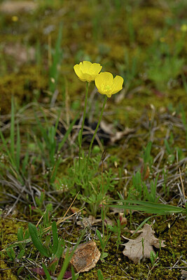 BUITEN BEELD Foto: 440947