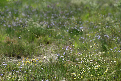 BUITEN BEELD Foto: 440948