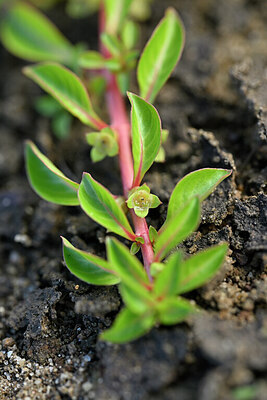 BUITEN BEELD Foto: 440949