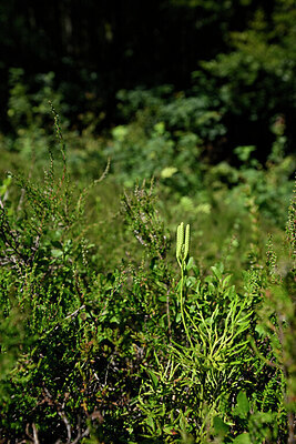 BUITEN BEELD Foto: 440951
