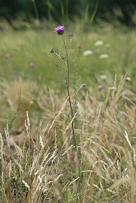 BUITEN BEELD Foto: 440953
