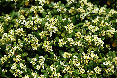 BUITEN BEELD Foto: 440955