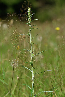 BUITEN BEELD Foto: 440962