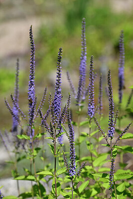 BUITEN BEELD Foto: 440964