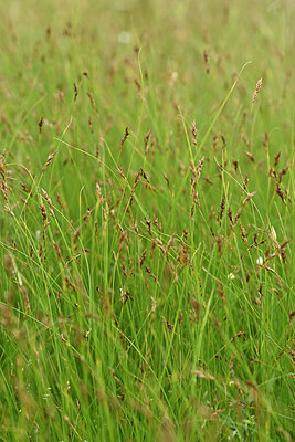 BUITEN BEELD Foto: 440965