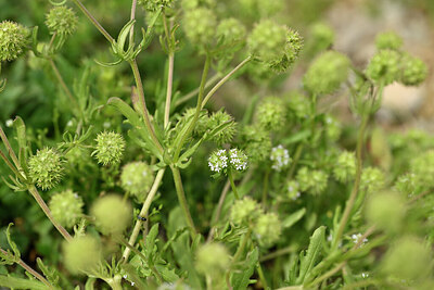 BUITEN BEELD Foto: 440966