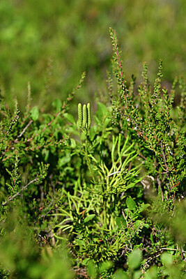 BUITEN BEELD Foto: 440968