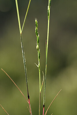 BUITEN BEELD Foto: 440969