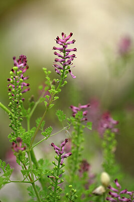 BUITEN BEELD Foto: 440970