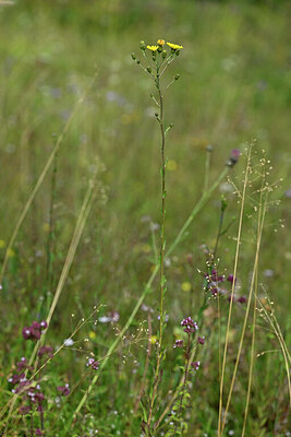 BUITEN BEELD Foto: 440971
