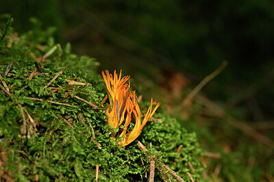 BUITEN BEELD Foto: 440973