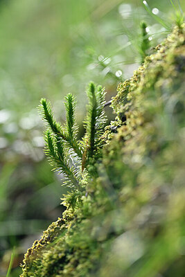 BUITEN BEELD Foto: 440980