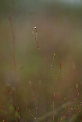 BUITEN BEELD Foto: 440982