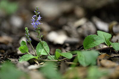 BUITEN BEELD Foto: 440983