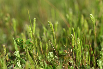 BUITEN BEELD Foto: 440984