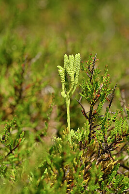 BUITEN BEELD Foto: 440987