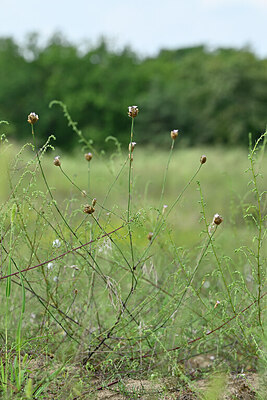 BUITEN BEELD Foto: 440990