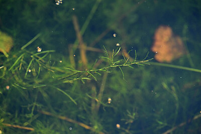 BUITEN BEELD Foto: 440992