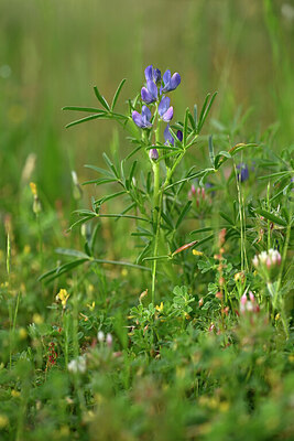 BUITEN BEELD Foto: 440994