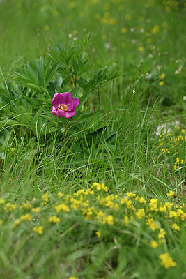 BUITEN BEELD Foto: 440996