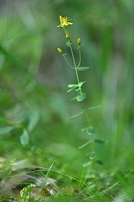 BUITEN BEELD Foto: 440997