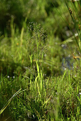 BUITEN BEELD Foto: 440999