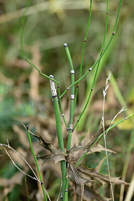 BUITEN BEELD Foto: 441001