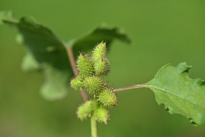BUITEN BEELD Foto: 441006