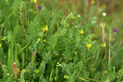 BUITEN BEELD Foto: 441007