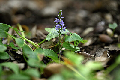 BUITEN BEELD Foto: 441010