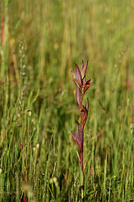 BUITEN BEELD Foto: 441022