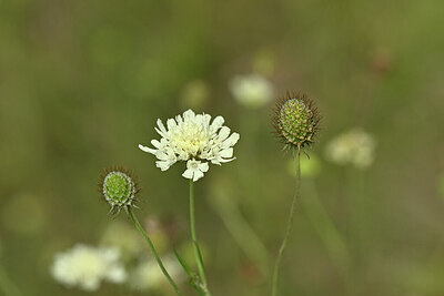 BUITEN BEELD Foto: 441023