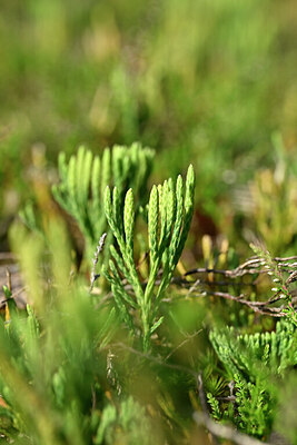 BUITEN BEELD Foto: 441028