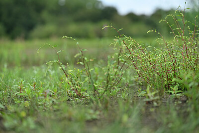 BUITEN BEELD Foto: 441030