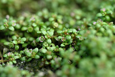 BUITEN BEELD Foto: 441031