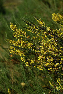 BUITEN BEELD Foto: 441033