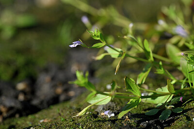 BUITEN BEELD Foto: 441039