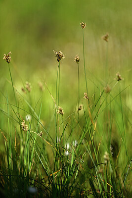 BUITEN BEELD Foto: 441041