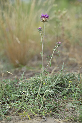 BUITEN BEELD Foto: 441042