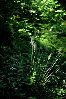 BUITEN BEELD Foto: 441045