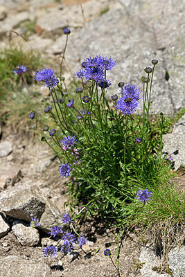 BUITEN BEELD Foto: 441049