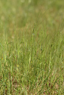 BUITEN BEELD Foto: 441053
